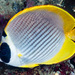Panda Butterflyfish - Photo (c) François Libert, some rights reserved (CC BY-NC-SA), uploaded by François Libert