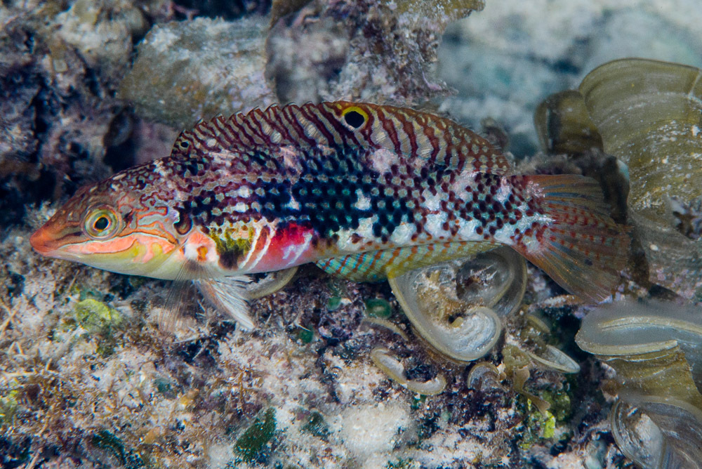 Pearl-Spotted Wrasse