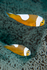 Amphiprion polymnus