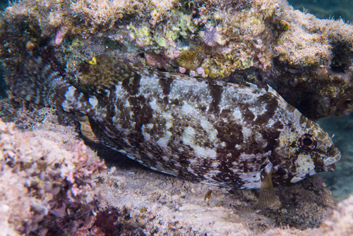 Dusky Spinefoot, photo 6 of 8