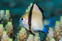 Dascyllus reticulatus