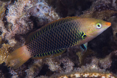 Halichoeres podostigma