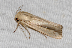 Leucania stenographa