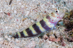 Amblyeleotris wheeleri