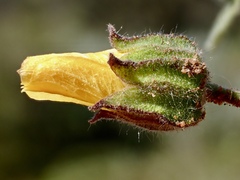 Abutilon fraseri