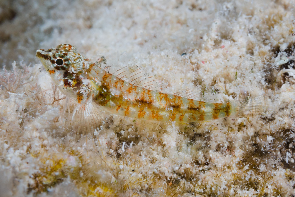 Yellow Triplefin