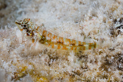 Enneapterygius abeli