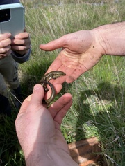 Lissolepis coventryi