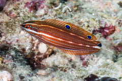 Halichoeres biocellatus