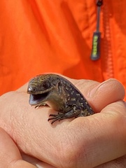 Lissolepis coventryi