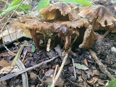 Gymnopus brassicolens