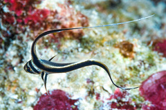 Eques punctatus