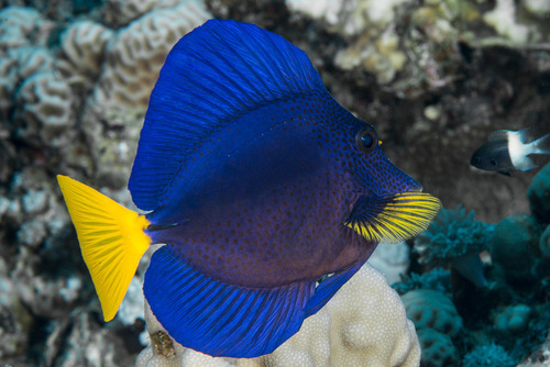 Purple Tang