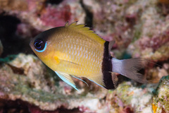 Pycnochromis retrofasciatus