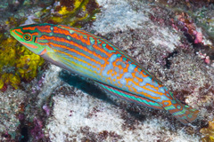 Halichoeres cosmetus