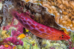 Pseudocheilinus octotaenia