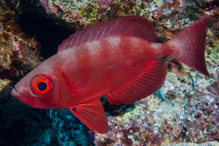 Priacanthus hamrur