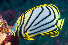 Chaetodon meyeri
