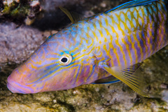 Parupeneus multifasciatus