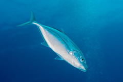 Flavocaranx bajad