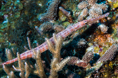 Aulostomus maculatus