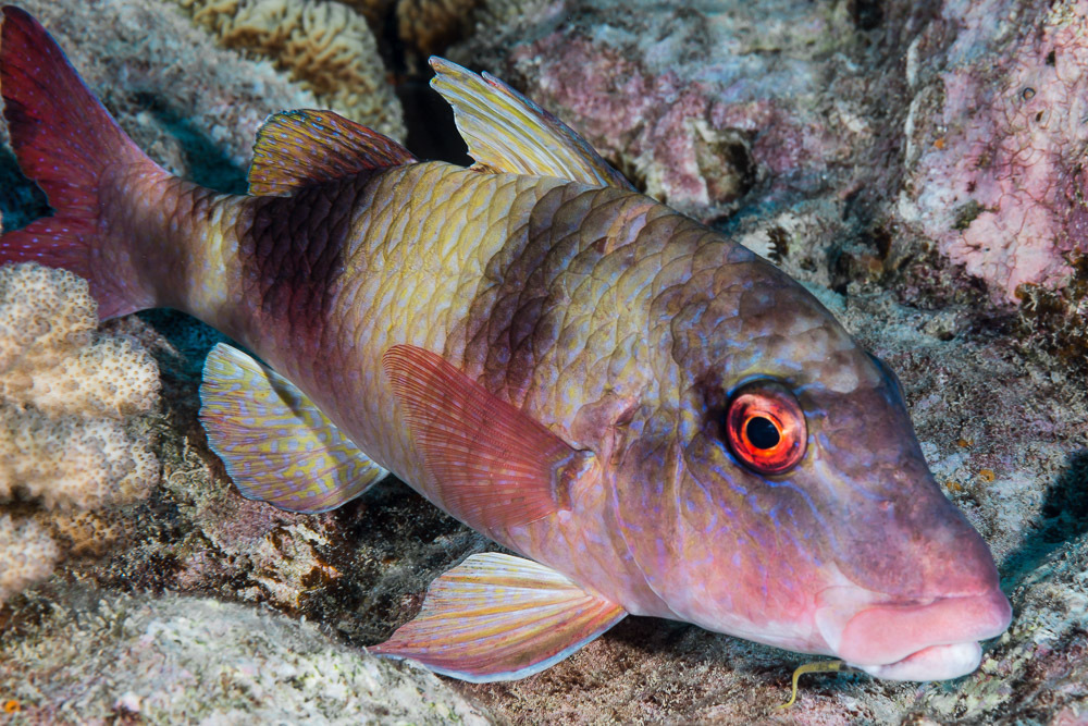 Doublebar Goatfish