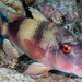 Island Goatfish - Photo (c) François Libert, some rights reserved (CC BY-NC-SA), uploaded by François Libert