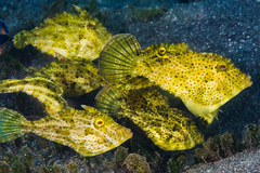 Pseudomonacanthus macrurus