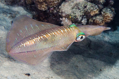 Sepioteuthis lessoniana