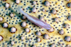 Zenopontonia soror