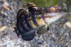 Amblygobius phalaena