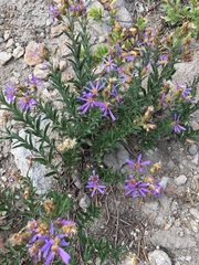 Eucephalus ledophyllus