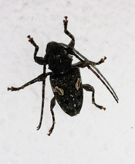 Aegomorphus circumflexus