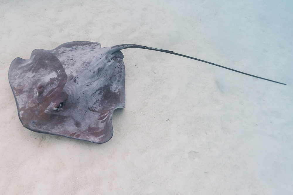 Pink whipray (Pateobatis fai) — Dasyatidae