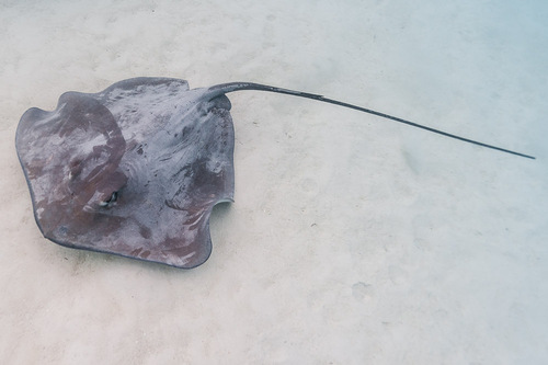 Pink whipray (Pateobatis fai) — Dasyatidae