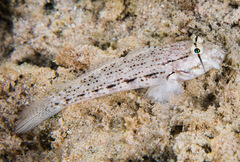 Gnatholepis anjerensis