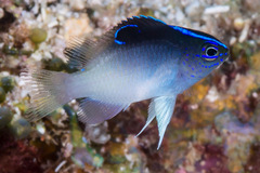 Chrysiptera rollandi