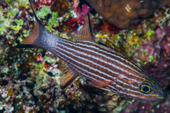 Cheilodipterus macrodon