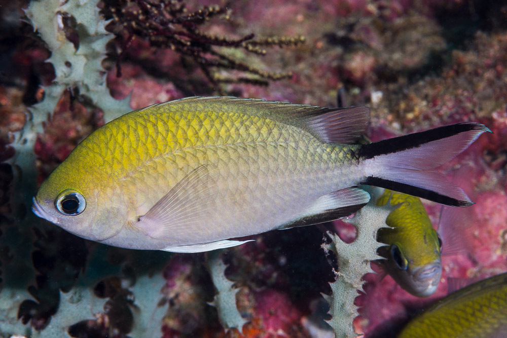 Philippines Chromis