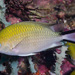 Philippine Chromis - Photo (c) François Libert, some rights reserved (CC BY-NC-SA), uploaded by François Libert