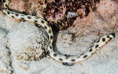 Myrichthys maculosus