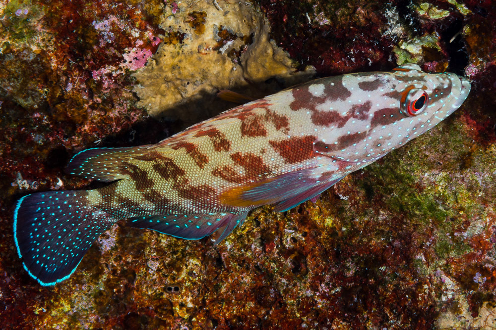 Yellowfin hind (Cephalopholis hemistiktos) — Serranidae