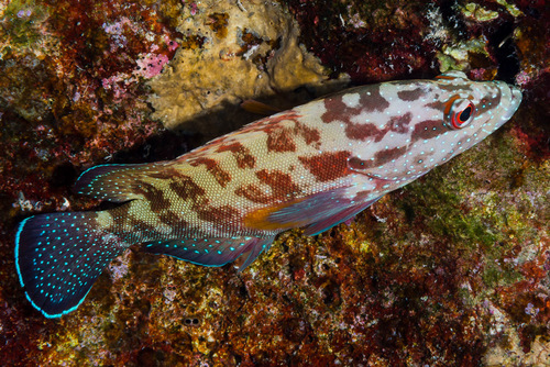 Yellowfin hind (Cephalopholis hemistiktos) — Serranidae