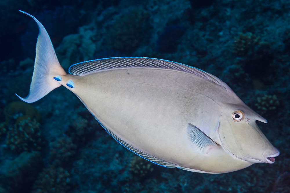 Bluespine unicornfish (Naso unicornis)