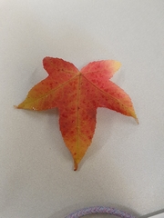 Liquidambar