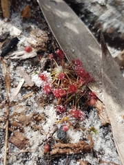 Drosera pygmaea