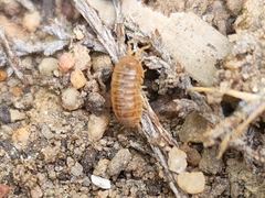 Holoverticata