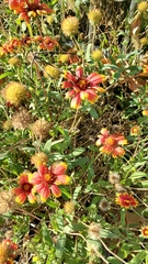 Gaillardia