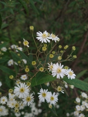 Olearia lirata