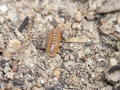 Holoverticata